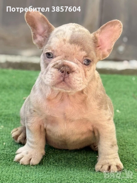 Изабела Ню Шейд Мерле френски булдог , снимка 1