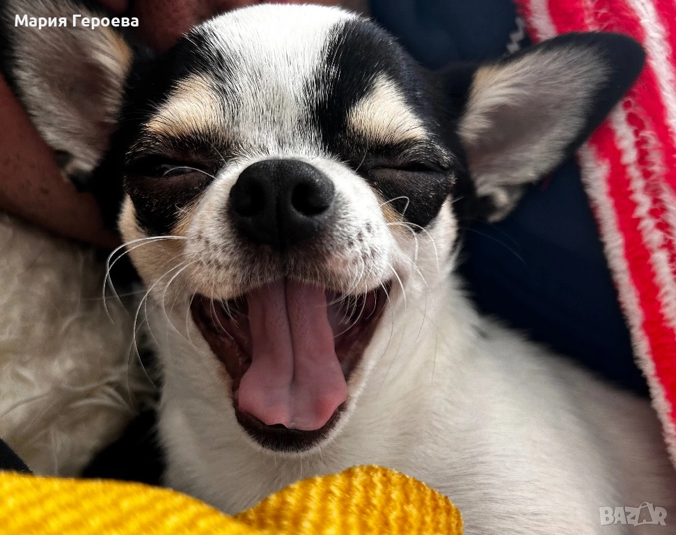 Чихуахуа женско, снимка 1