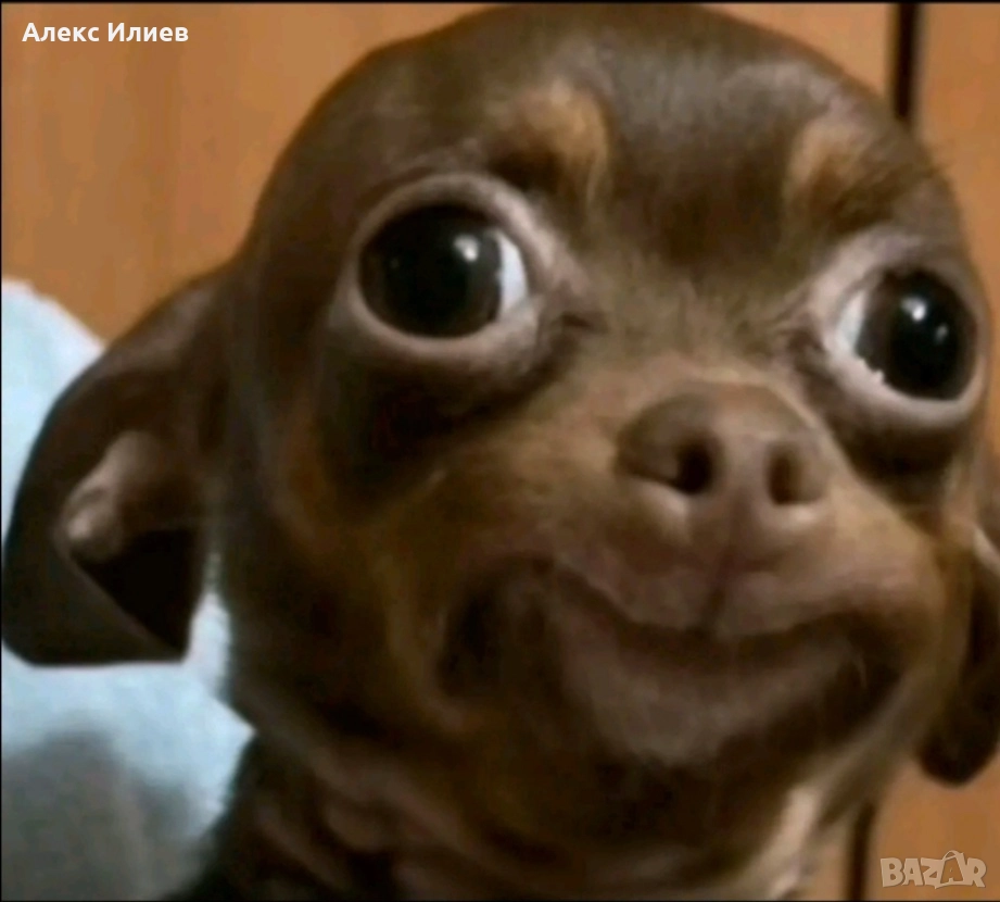 Куче порода SMILEY, снимка 1