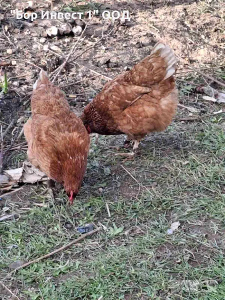 Свободно отглеждани кокошки носачки, снимка 1