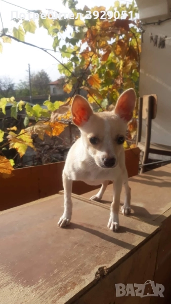 Продавам пинчер мъжки, снимка 1