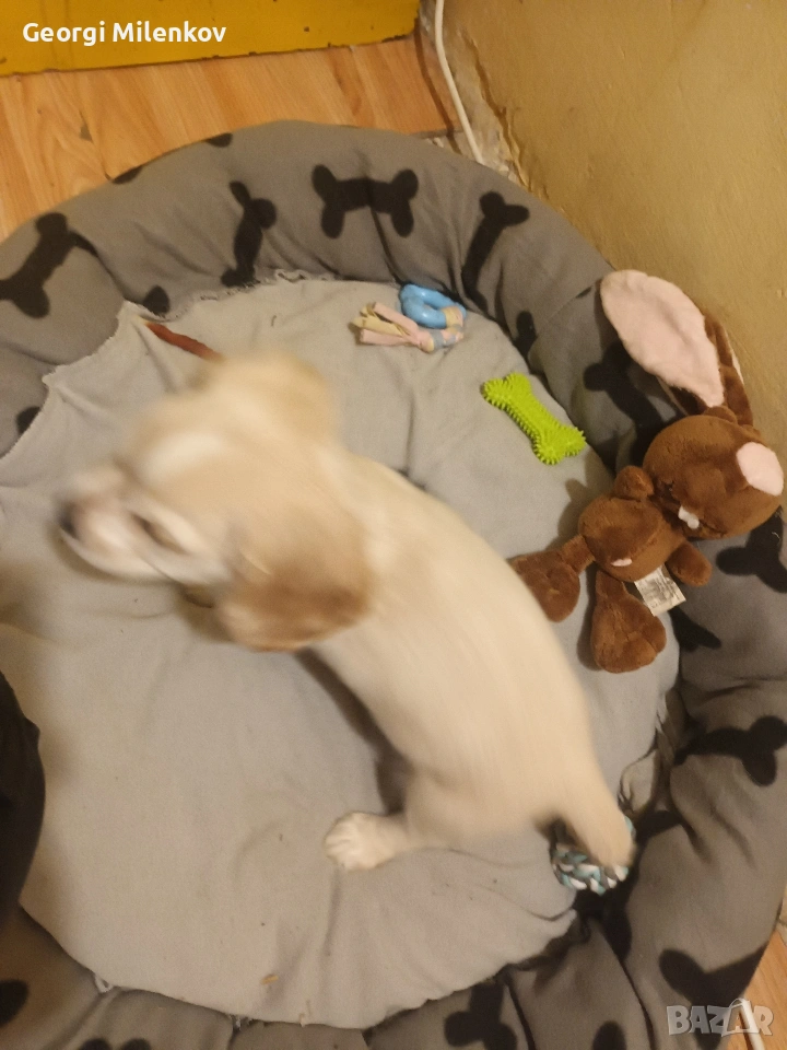 Кученце мъжко, снимка 1