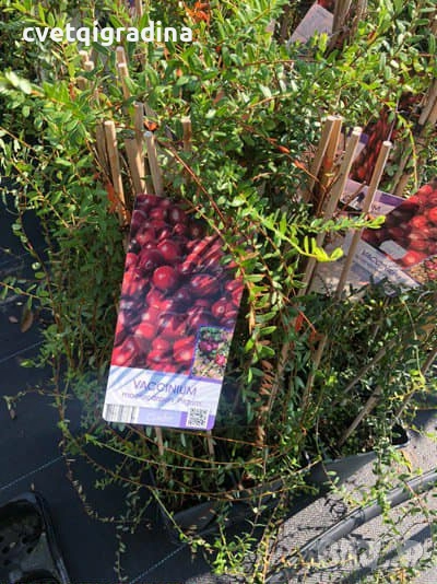 Viccanum Piligrim-Боровинка, снимка 1