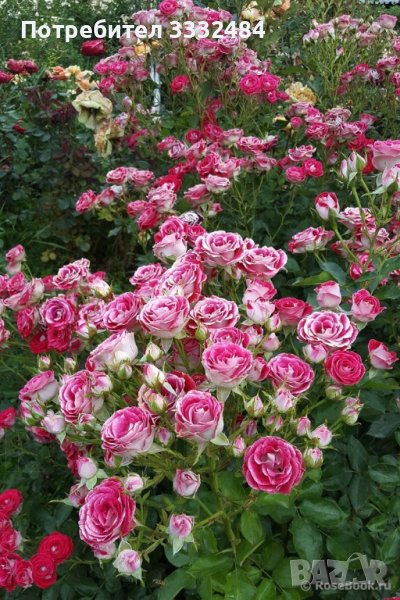 Роза 3, снимка 1