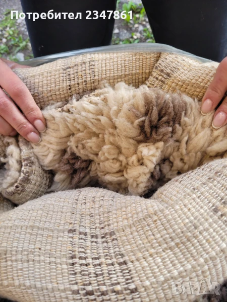 Вълнен китеник, снимка 1