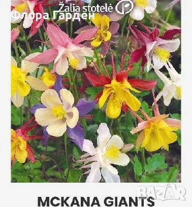 СЕМЕНА - Цветя двугодишни и многогодишни, снимка 11 - Сортови семена и луковици - 47504913