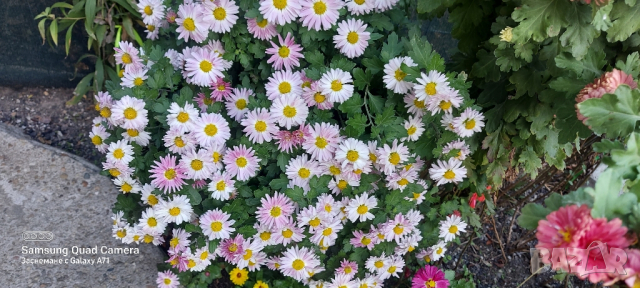 Продавам различни видове хризантеми , снимка 16 - Градински цветя и растения - 44752282