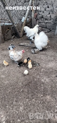 Продавам декоративни птици , снимка 8 - Гълъби - 50857848