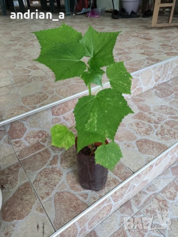 Жълт градински хибискус, снимка 4 - Градински цветя и растения - 51122033