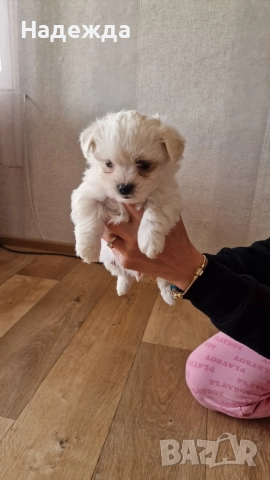 "Малтийска болонка", снимка 2 - Болонка - 52730178