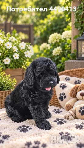 Кавапу Cavapoo F1b