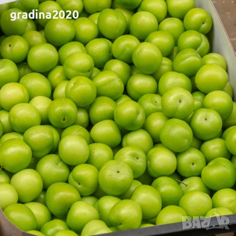 Слива Папаз (Papaz Erik) – характеристики на сорта, снимка 3 - Разсади - 52229537