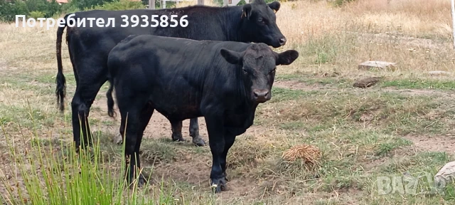 Телета Абърдийн Ангус – 4 до 8 месеца, гр. Ихтиман, снимка 1
