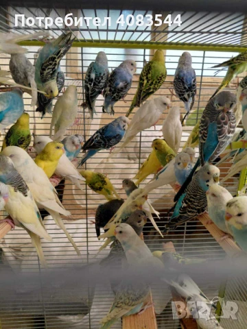 Вълнисти папагали