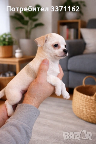  Чихуахуа, снимка 3 - Чихуахуа - 53384996
