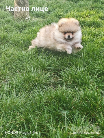 померан, снимка 4 - Померан - 53341789