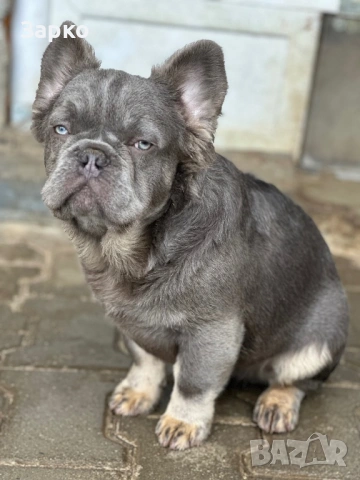 Френски булдог, снимка 3 - Френски булдог - 53588070