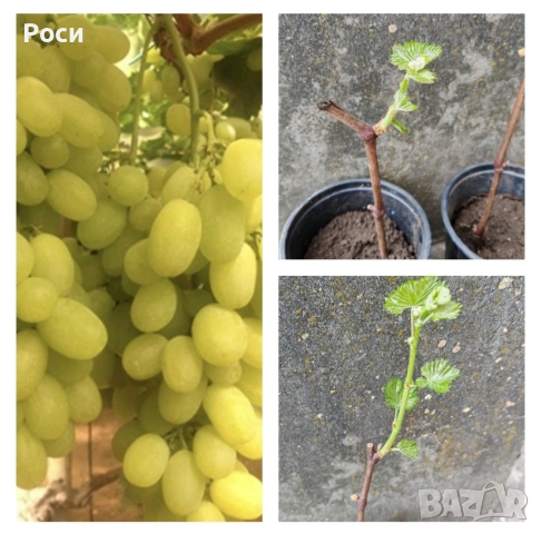 Резници на бяло десертно грозде Болгар