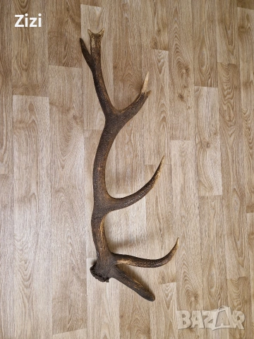рог от елен, снимка 5 - Декорация за дома - 53660410