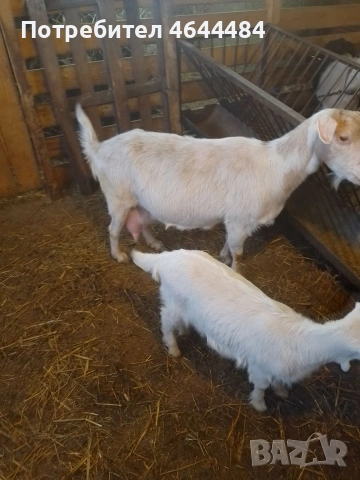 Млечна коза