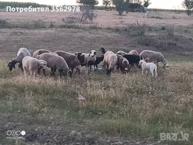 агнета , снимка 1