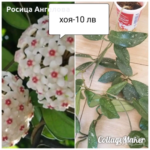 Хоста, хоя восъче, кливия, зефирантес, ехмея