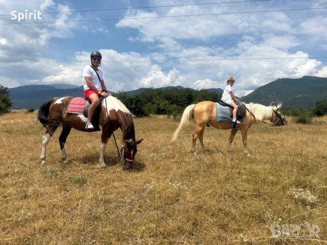 Ездитен кон Аблай Хан, снимка 15 - Коне - 51147186