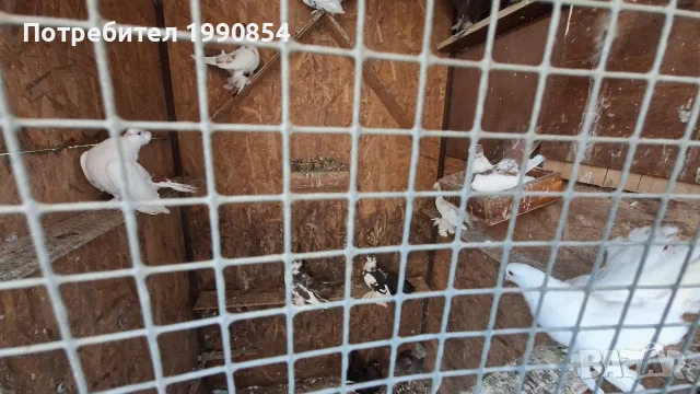 продавам руски гълъби, снимка 5 - Гълъби - 56182073