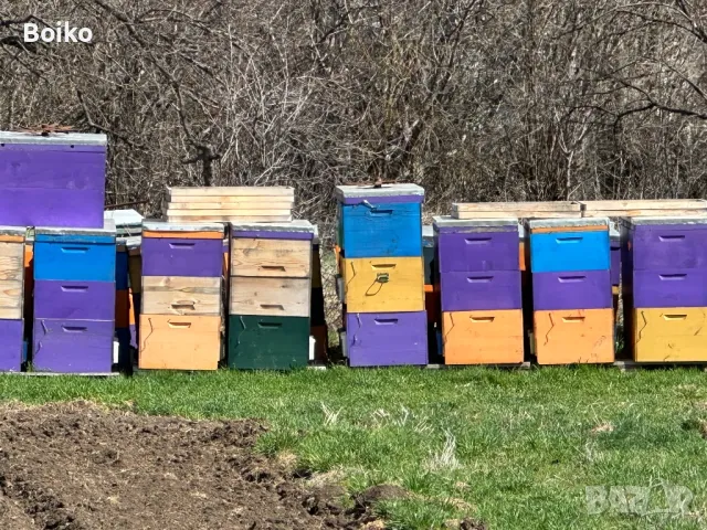 пчелни кошери, снимка 6 - Други животни - 47840160
