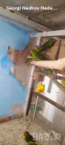 Продавам пойни папагали, снимка 2 - Папагали - 42618106