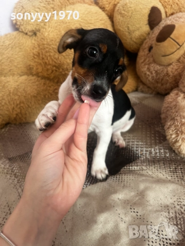 ПОСЛЕДНА БРОЙКА-ДЖАК РЪСЕЛ С ВАКСИНА И ПАСПОРТ 2110252159, снимка 3 - Джак ръсел териер - 52136452