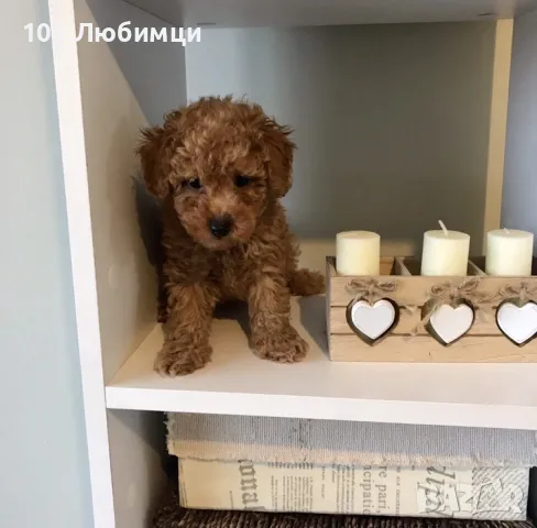 Пудели Той и Мини с родословие, снимка 2 - Пудели - 47449124