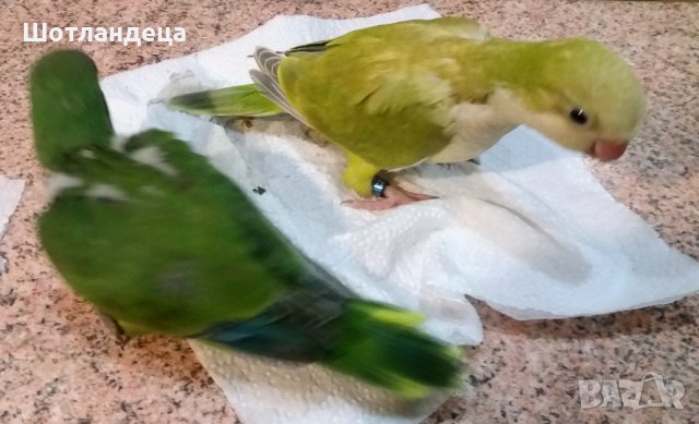 Папагали монах-2025, снимка 4 - Папагали - 41502553