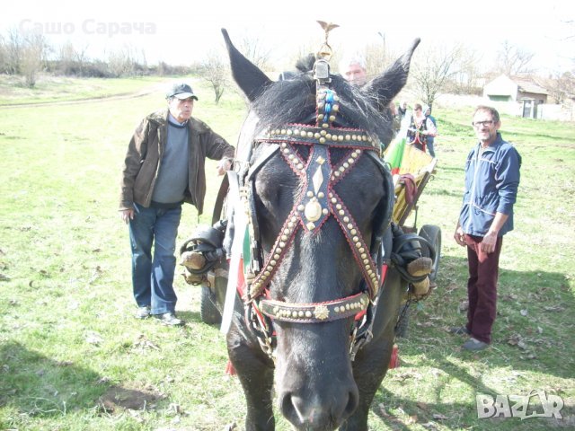 САРАШКИ ИЗДЕЛИЯ ОТ САШО САРАЧА, снимка 11 - Коне - 41933208