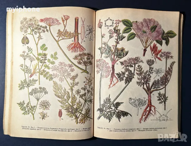 Стара Книга Разпознаване и Събиране на Билки / Борис Китанов, снимка 12 - Специализирана литература - 49528287