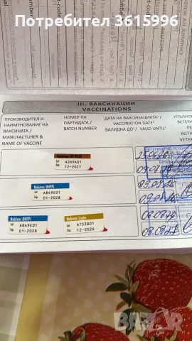 Кавалер Кинг Чарлз, снимка 3 - Кавалер кинг чарлз шпаньол - 55951804