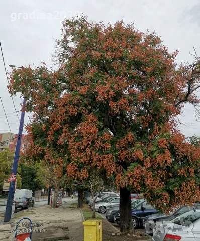 Китайски Мехурник -Koelreuteria “Paniculata”, снимка 7 - Разсади - 49936511