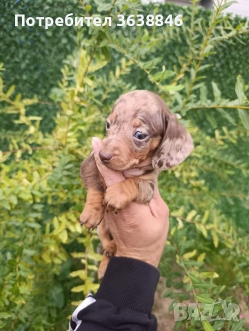 Мини дакел, снимка 1