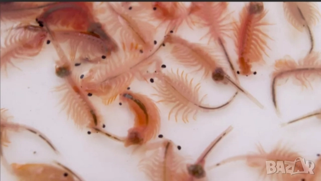 артемия майка