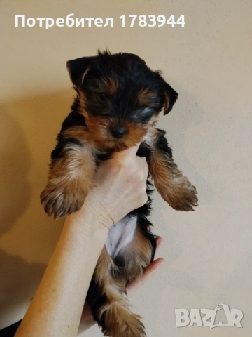 Женско йорки родено на 12.12.2025, снимка 2 - Йоркширски териер - 53285579