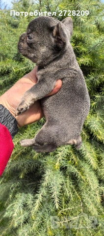 Френски булдог Блу Тан/French Bulldog Blue Tan , снимка 7 - Френски булдог - 53684413