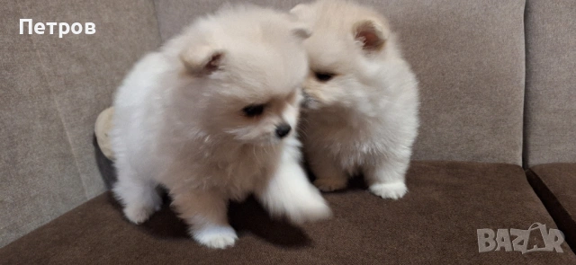 Померан - Момчета и момиче, снимка 3 - Померан - 53050619