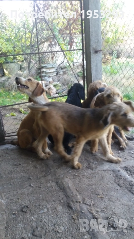 Бараци обучени за лов на диви свине , снимка 2 - Гонче - 52274389