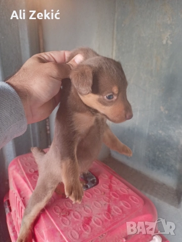 Продавам , снимка 3 - Ягдтериер - 52442795