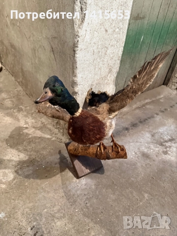 Продавам зеленоглава патица, снимка 4 - Други ценни предмети - 52925512