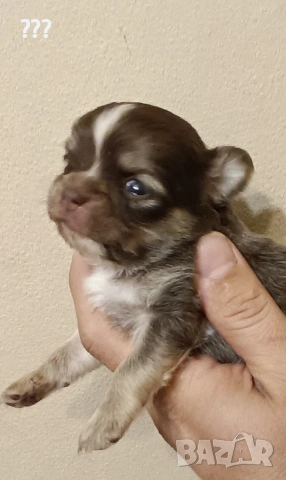 Мини дългокосмето чихуахуа момче., снимка 3 - Чихуахуа - 53520839