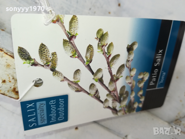 ВЪРБА 60СМ 1203240844, снимка 8 - Градински цветя и растения - 44725165