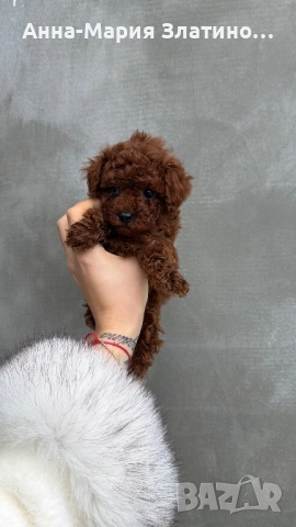 Той пудел ред браун , снимка 9 - Други - 52886172