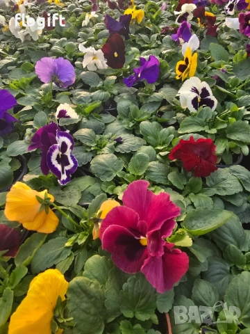 Иглика,Карамфил,Теменужка,Парички,Циклама,Зюмбюл за 8 Март, снимка 4 - Градински цветя и растения - 53012453