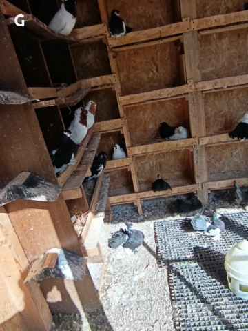 Гълъби различни видове , снимка 6 - Гълъби - 53737399